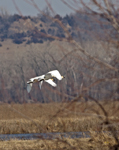 Trumpeter Swans 6826
